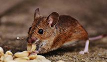 24 Hour & Emergency Exterminators in Mishawaka, IN